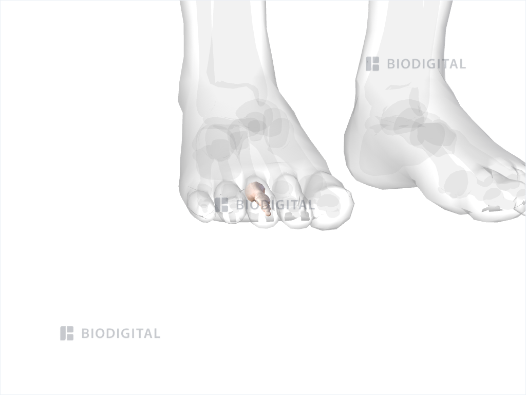 Phalanges of right third toe