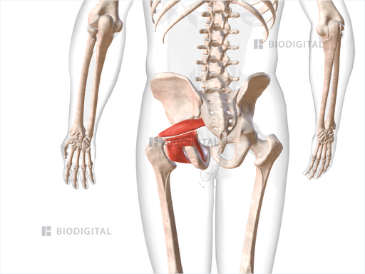 Lateral rotator muscles of left hip | BioDigital Anatomy