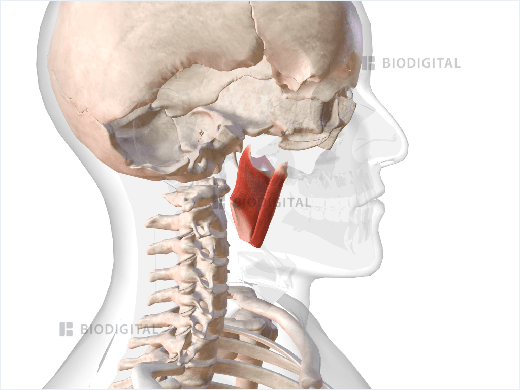Right medial pterygoid