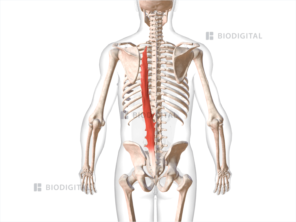 Left longissimus thoracis