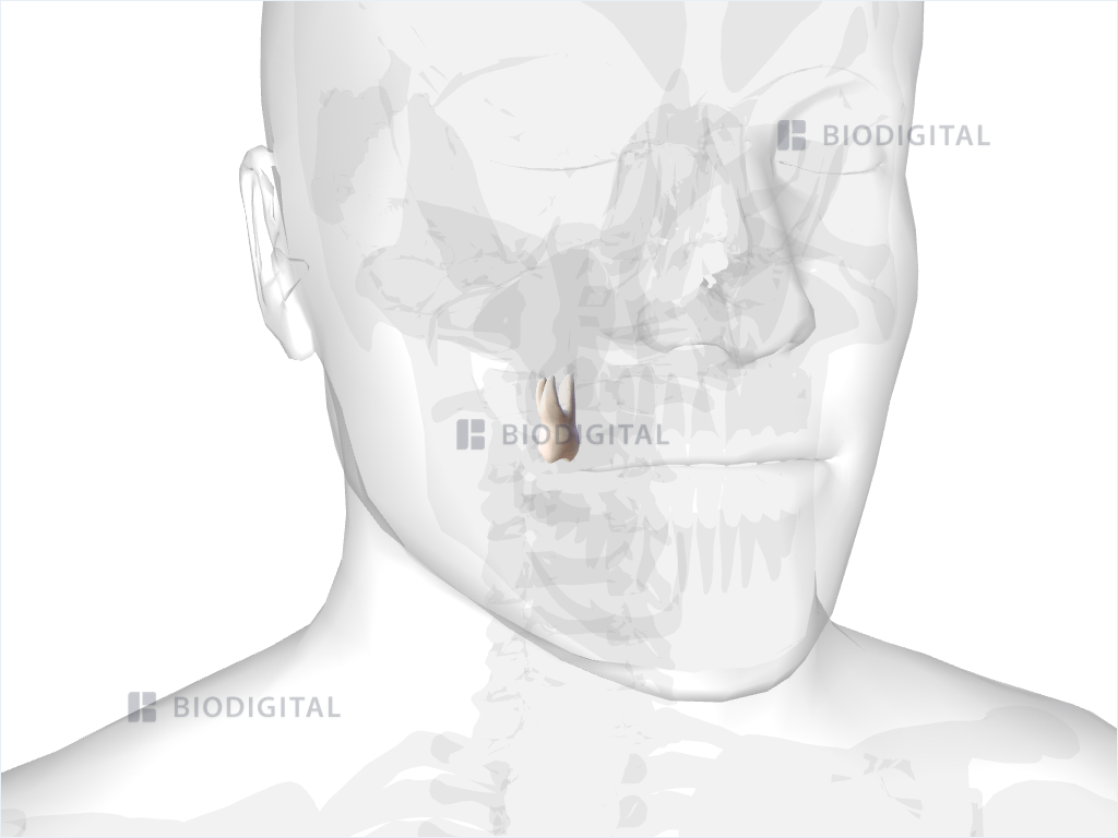 Right maxillary second molar