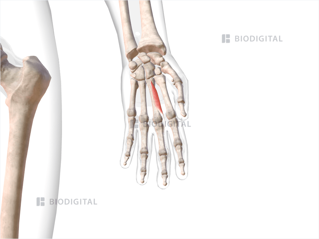 Second lumbrical muscle of left hand