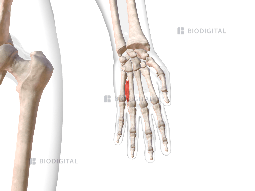 Fourth dorsal interosseous muscle of left hand