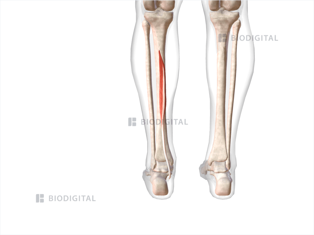 Left flexor digitorum longus