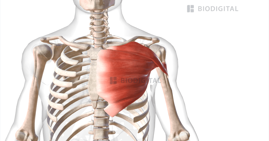 Muscles of left pectoral girdle