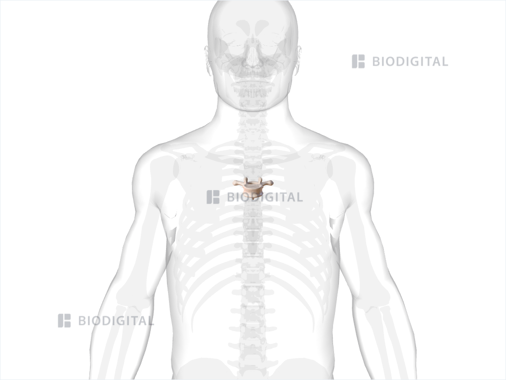 Fifth thoracic vertebra