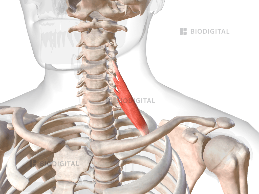 Left anterior scalene