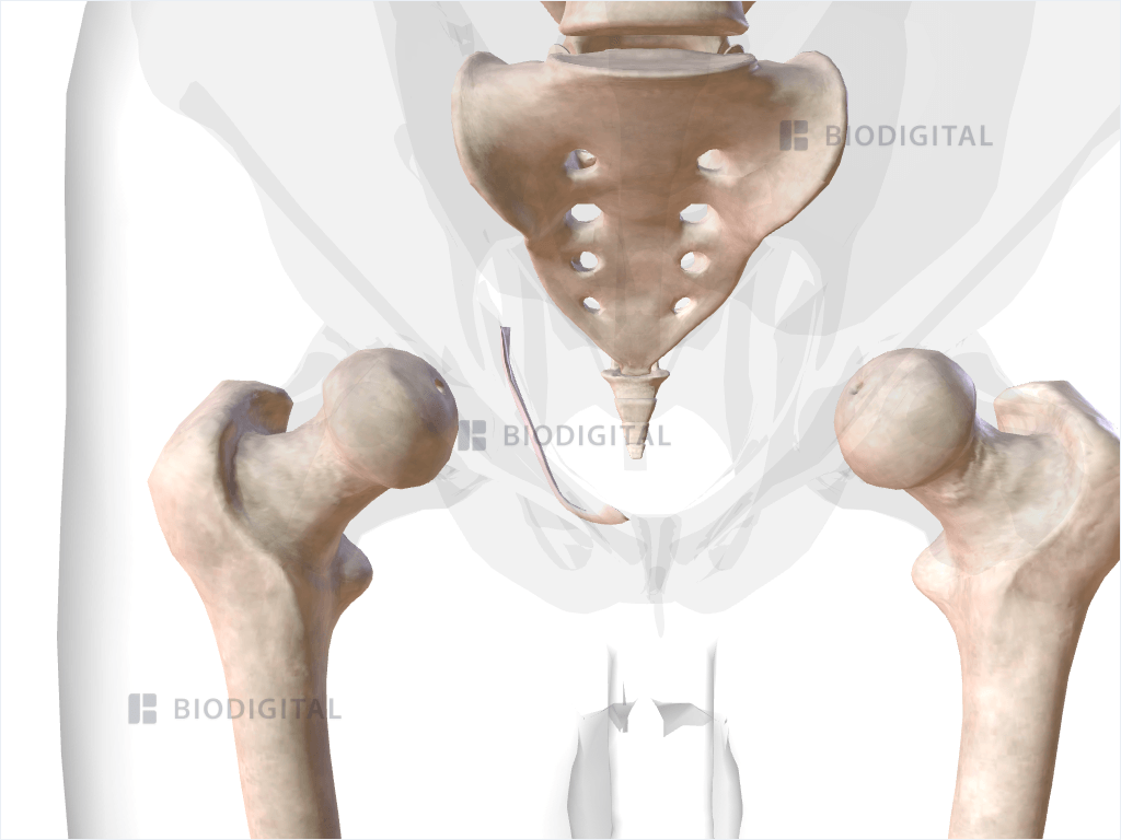 Right tendinous arch of levator ani