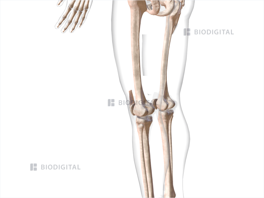 Left quadriceps femoris tendon