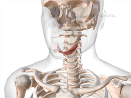 Mylohyoid | BioDigital Anatomy