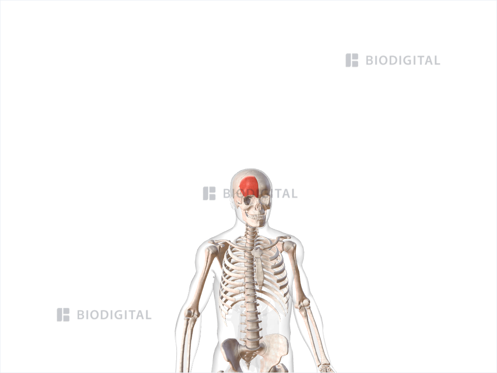 Right frontalis