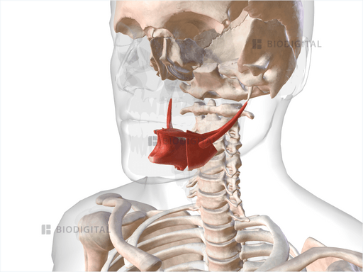 Extrinsic muscles of tongue | BioDigital Anatomy