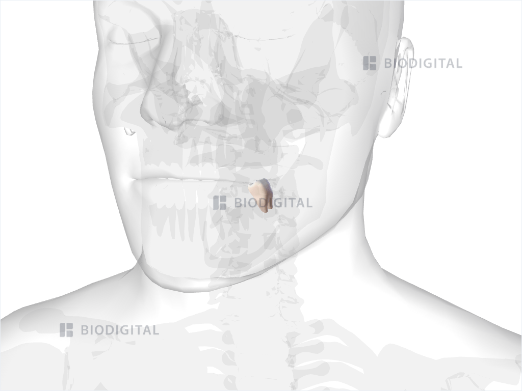 Left mandibular second molar