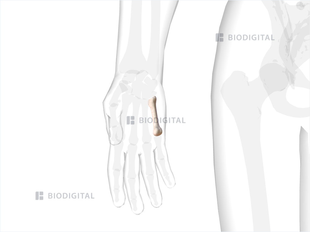 Right fifth metacarpal