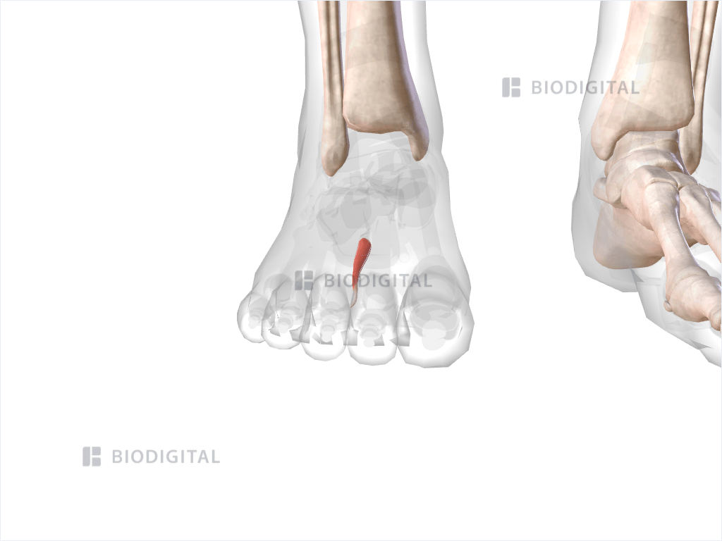 First plantar interosseous muscle of right foot