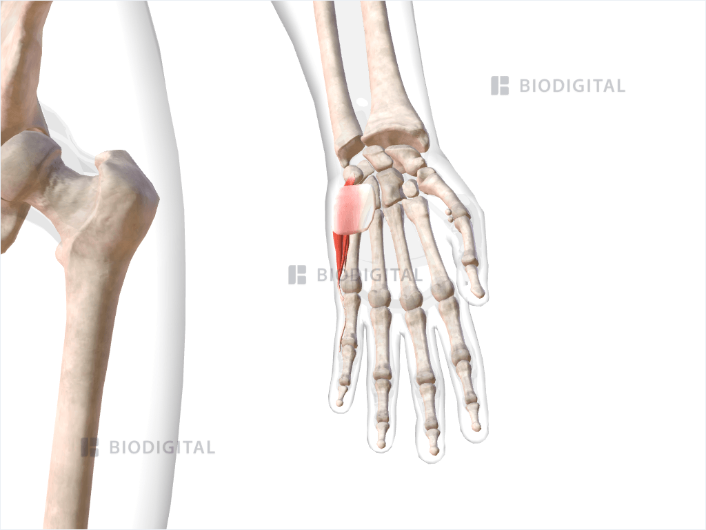 Hypothenar muscles of left hand