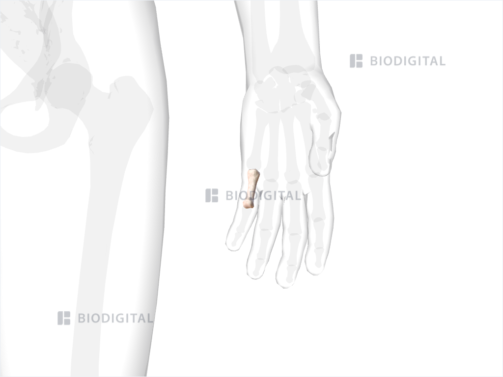 Proximal phalanx of left little finger