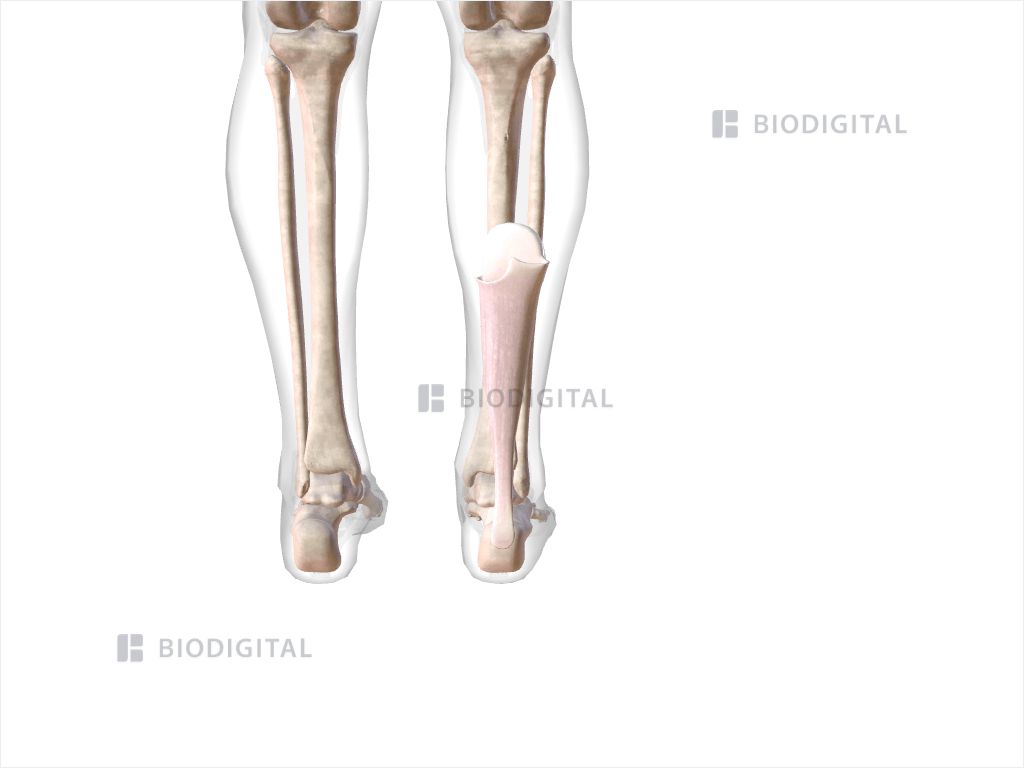 Right calcaneal tendon