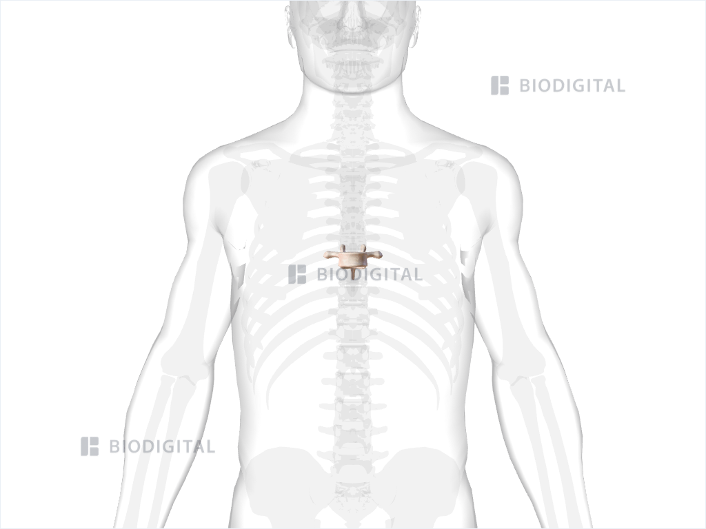 Eighth thoracic vertebra