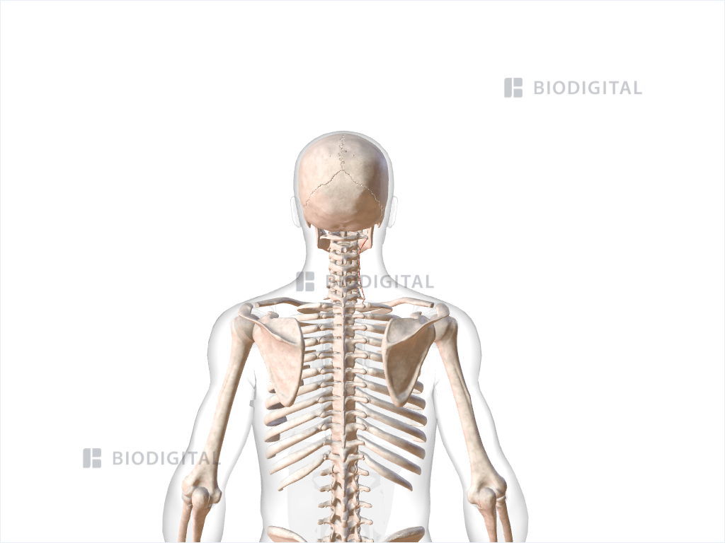 Right lateral posterior cervical intertransversarii