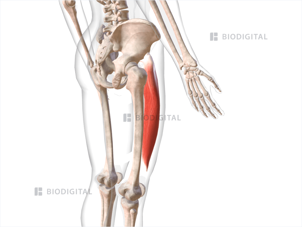 Right rectus femoris