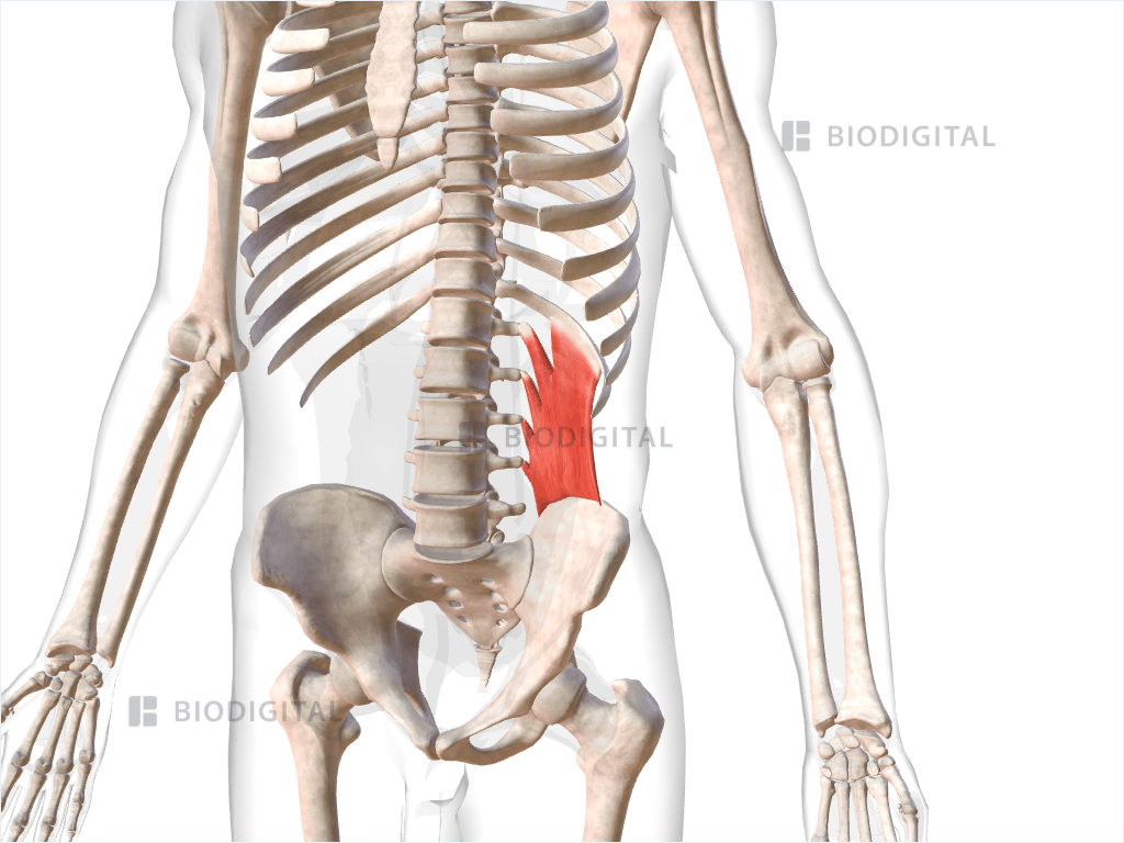 Left quadratus lumborum