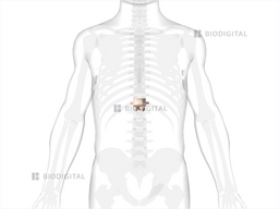 closed fracture of twelfth thoracic vertebra with routine healing icd 10
