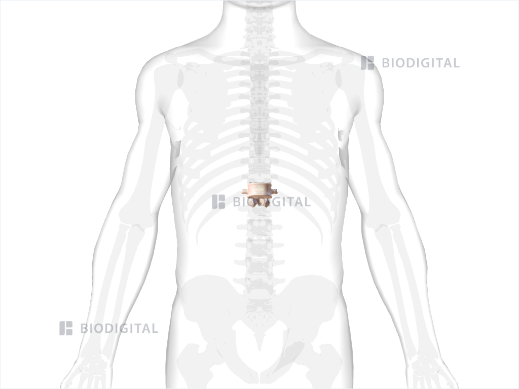 Twelfth thoracic vertebra
