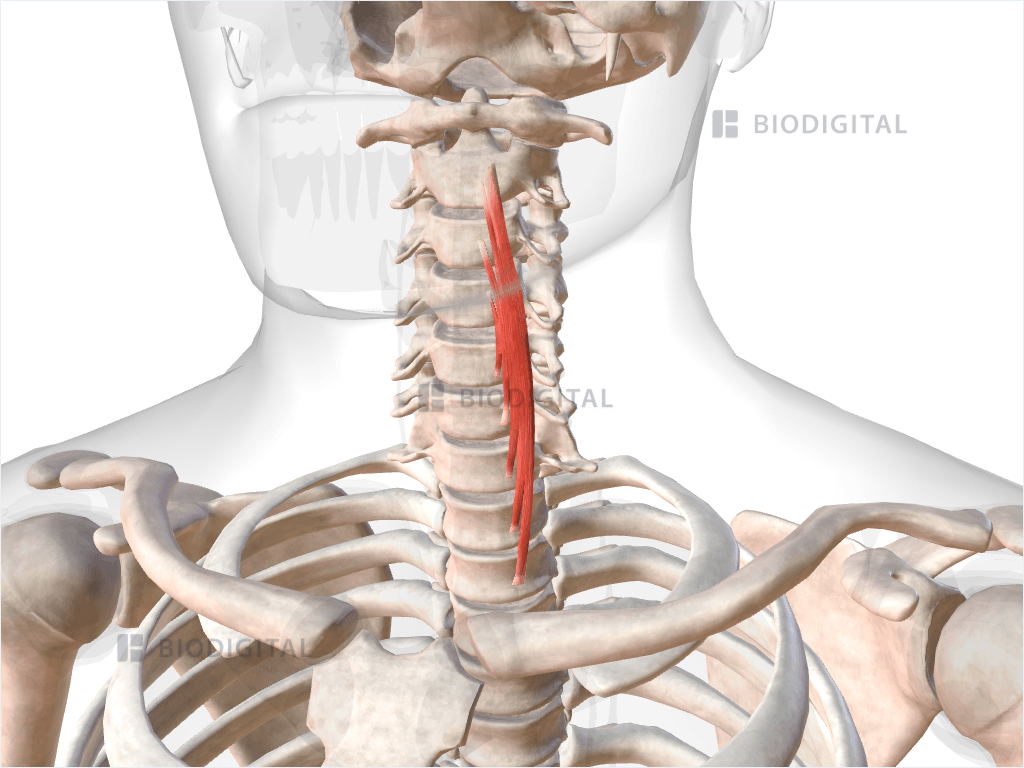 Vertical intermediate part of left longus colli