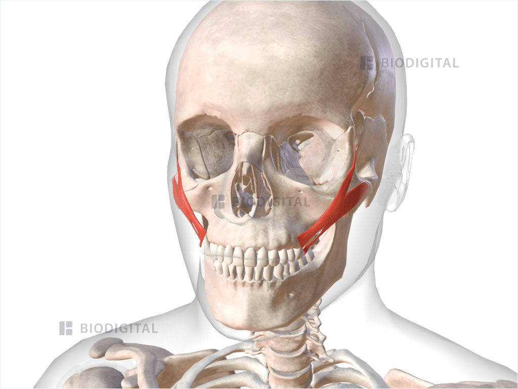 Zygomaticus major | BioDigital Anatomy