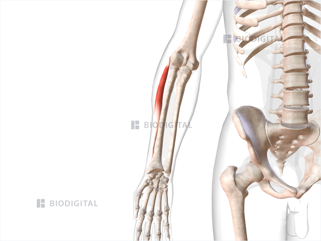 Right extensor carpi radialis brevis