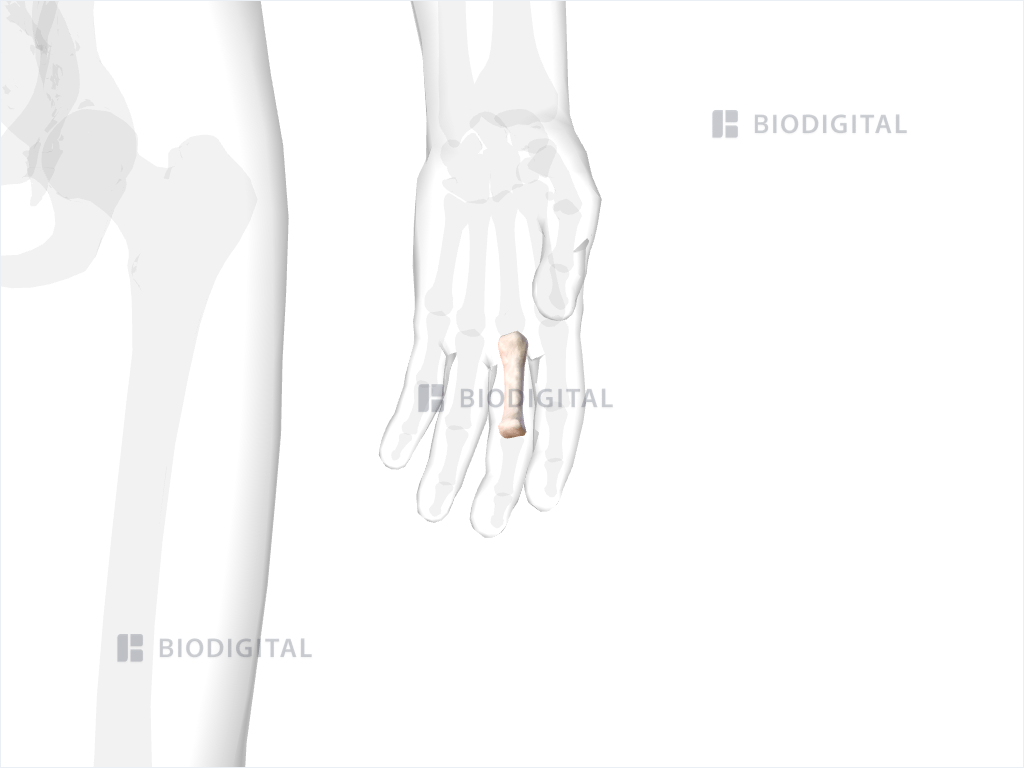 Proximal phalanx of left middle finger