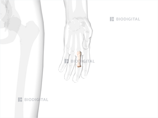 icd 10 code for left middle finger proximal phalanx fracture