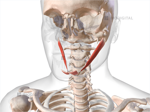 Digastric | BioDigital Anatomy