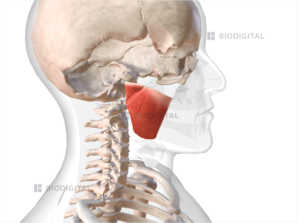 Right masseter