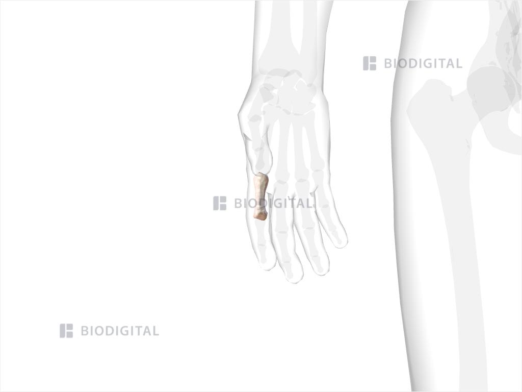 Proximal phalanx of right index finger