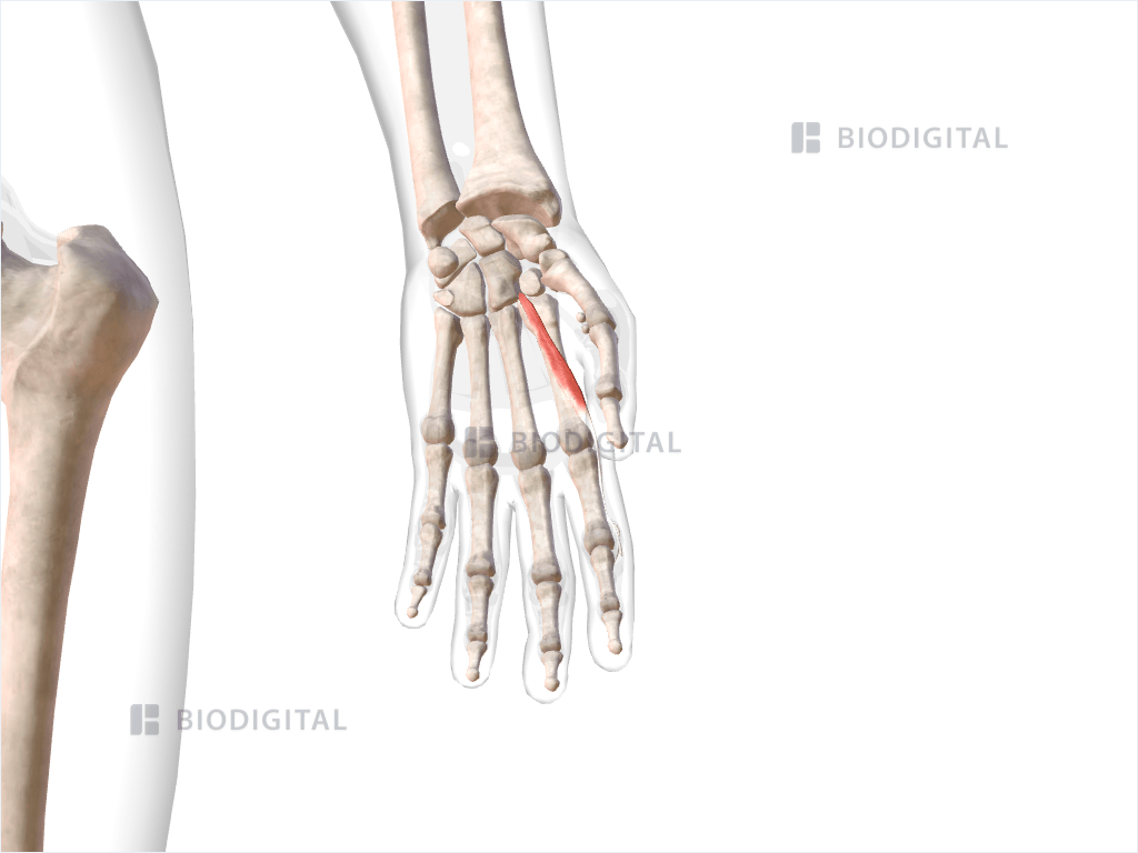 First lumbrical muscle of left hand