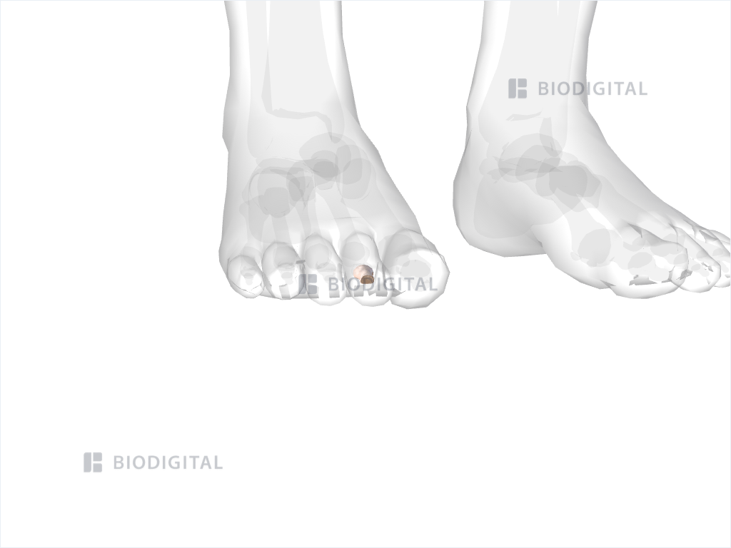 Middle phalanx of right second toe