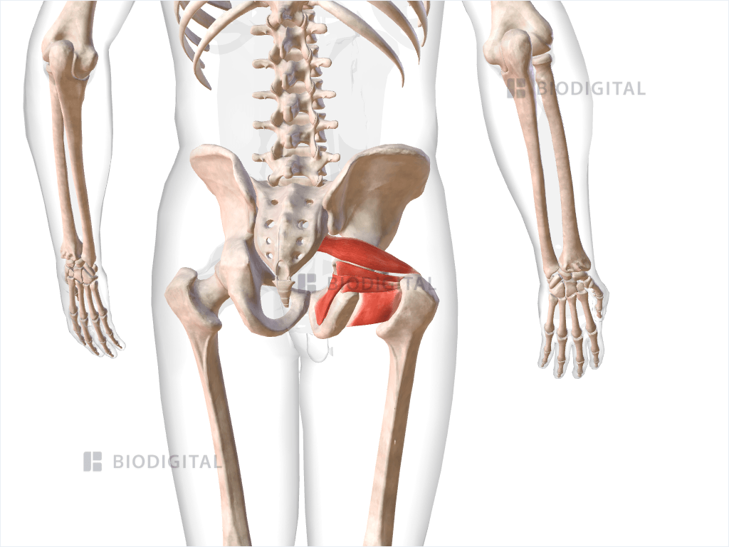Lateral rotator muscles of right hip
