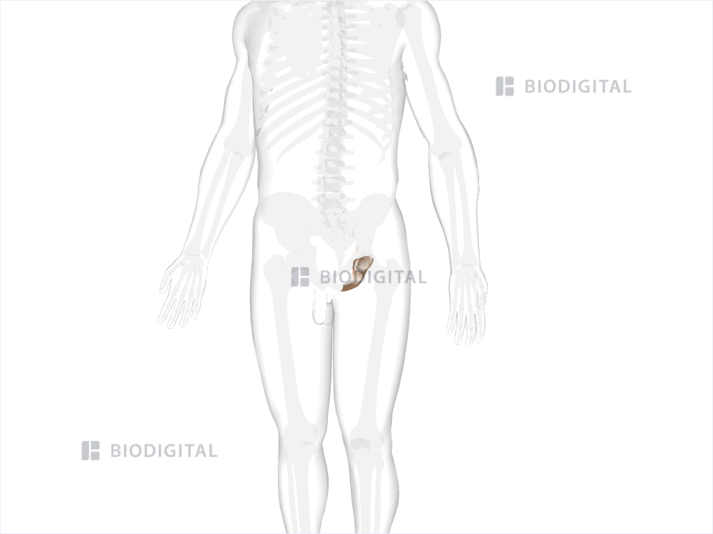 Left ischium