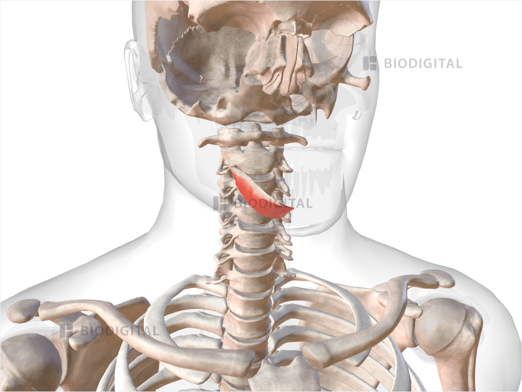 Right mylohyoid