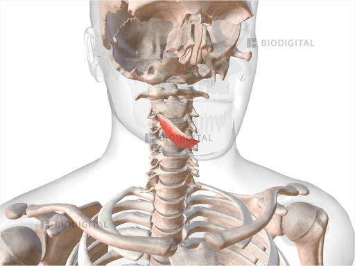 Right mylohyoid | BioDigital Anatomy