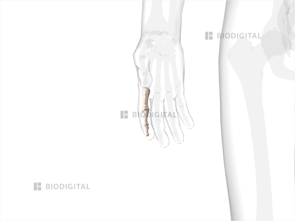 Phalanges of right index finger