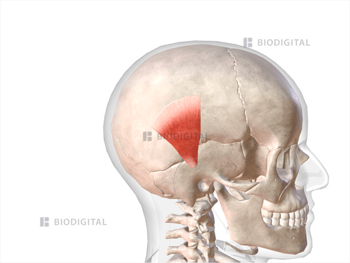 Right auricularis superior | BioDigital Anatomy