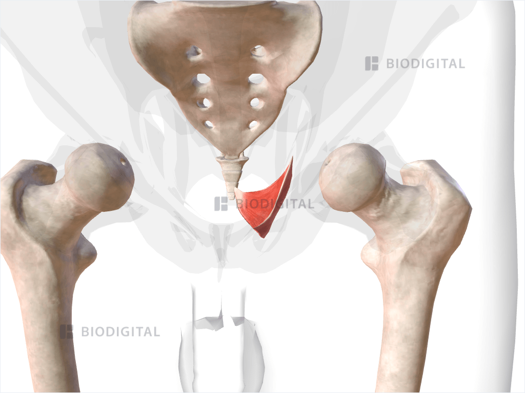 Left iliococcygeus