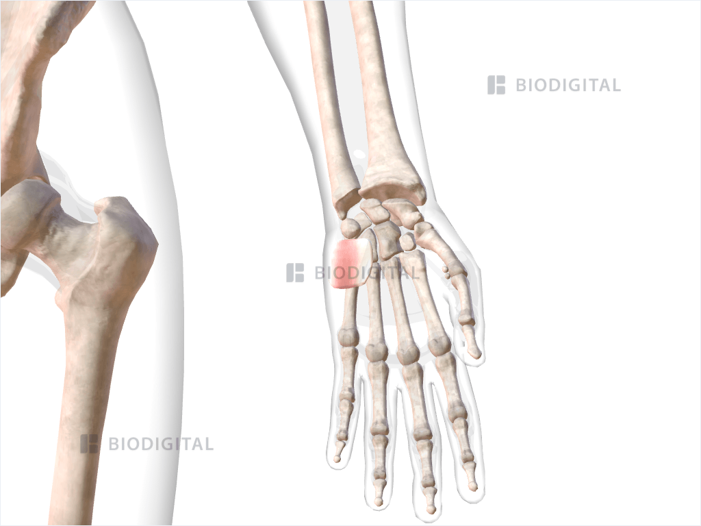 Left palmaris brevis