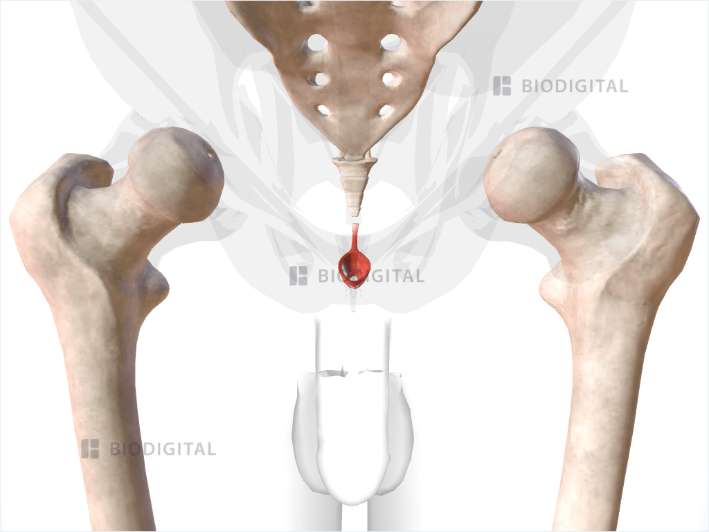 External anal sphincter