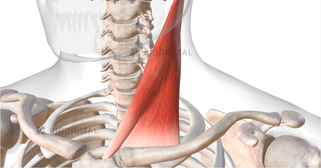 Sternocleidomastoid Action Unilateral