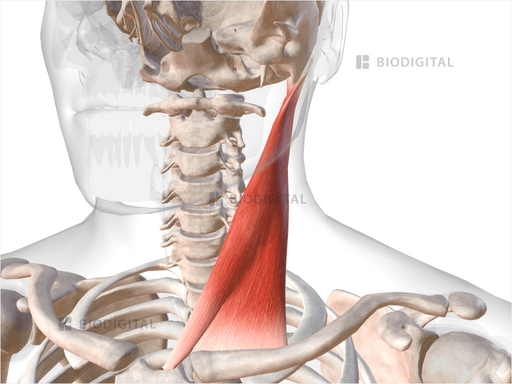 left sternocleidomastoid action