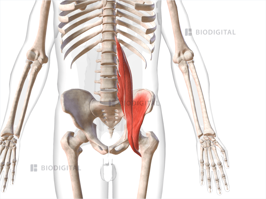 Left iliopsoas